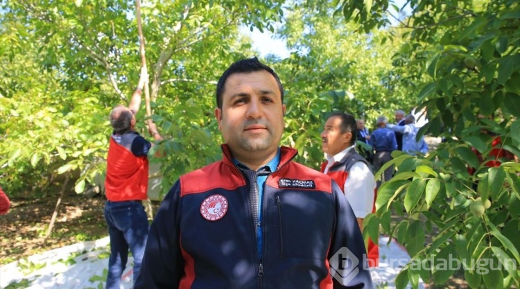 Coğrafi işaretli Kavaklıdere cevizinde hasat başladı
