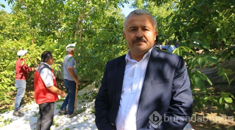 Coğrafi işaretli Kavaklıdere cevizinde hasat başladı
