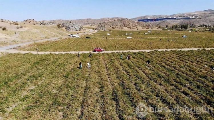 Herkes tarlaya koştu, tüm ürünü bedava dağıttı