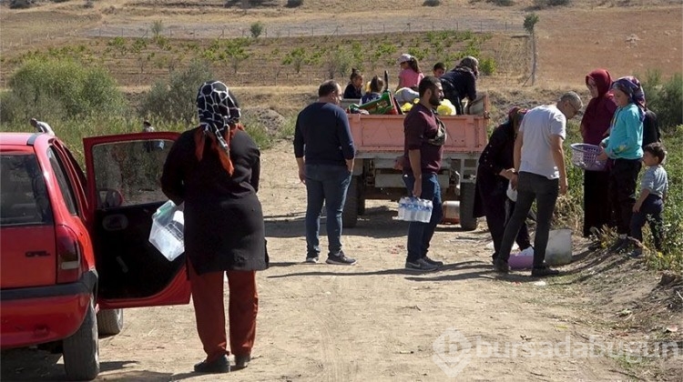 Herkes tarlaya koştu, tüm ürünü bedava dağıttı