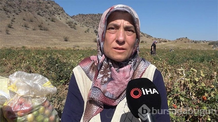 Herkes tarlaya koştu, tüm ürünü bedava dağıttı