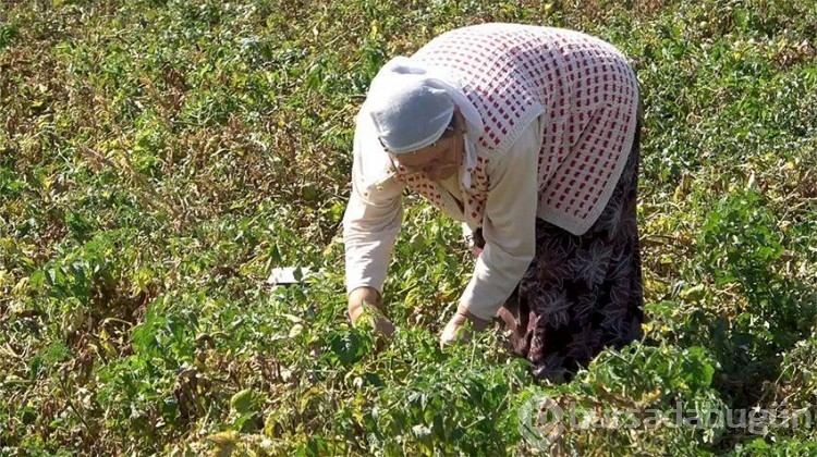 Herkes tarlaya koştu, tüm ürünü bedava dağıttı