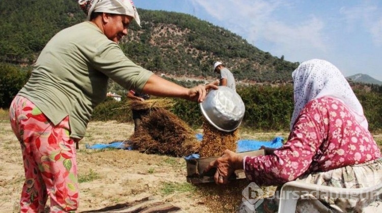 'Küçük altın'ın getirisi çok ama çalışacak işçi yok!