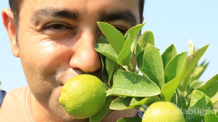 Bu limon 'yeşil limon'