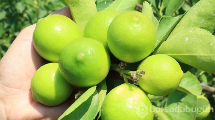 Bu limon 'yeşil limon'
