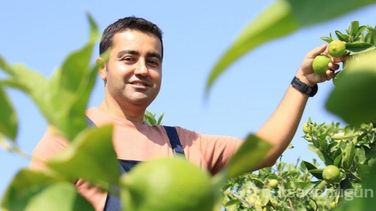 Bu limon 'yeşil limon'