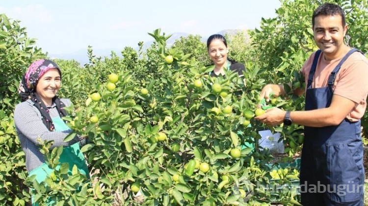 Bu limon 'yeşil limon'