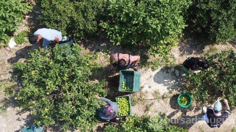 Bu limon 'yeşil limon'