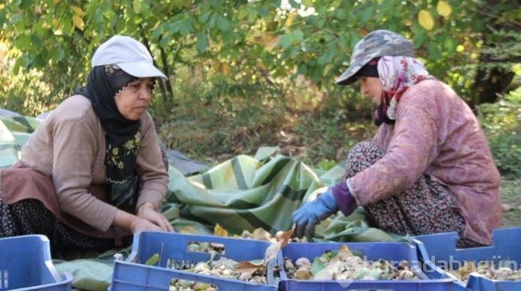 125 bin ağaçta hasat başladı!