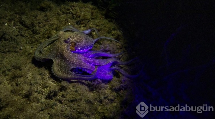 İzmir'in Karaburun ilçesi kıyılarında gece dalışlarına ilgi artıyor
