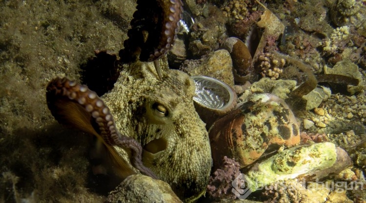 İzmir'in Karaburun ilçesi kıyılarında gece dalışlarına ilgi artıyor

