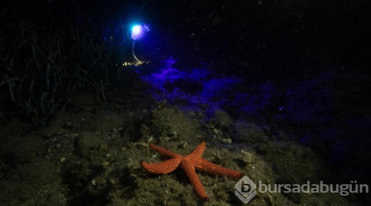 İzmir'in Karaburun ilçesi kıyılarında gece dalışlarına ilgi artıyor
