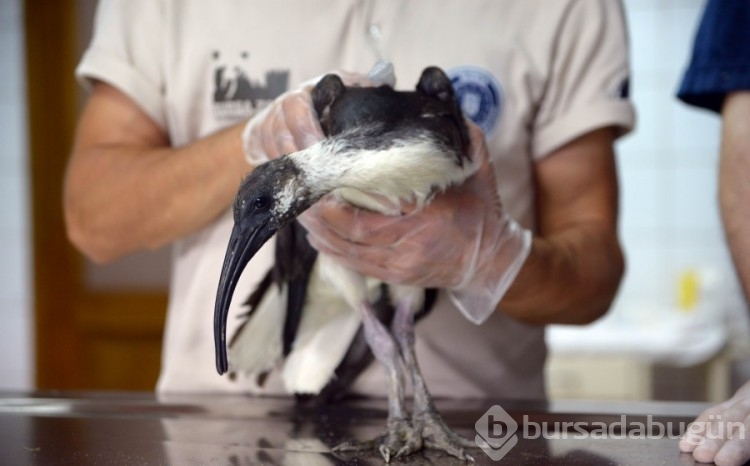 Bursa'da ayağı kırılan saman boyunlu ibis kuşu, tedavi edildi