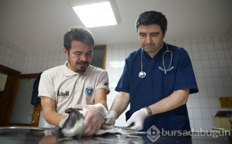 Bursa'da ayağı kırılan saman boyunlu ibis kuşu, tedavi edildi