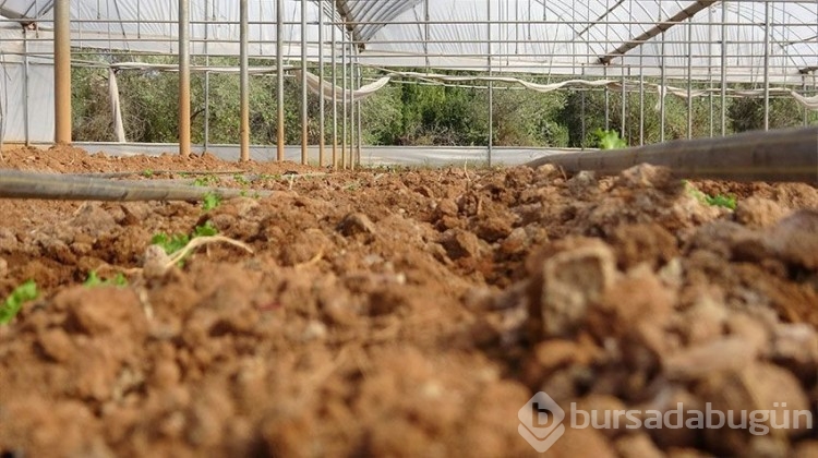 Çiftçiye 1 buçuk milyon fide hibesi!