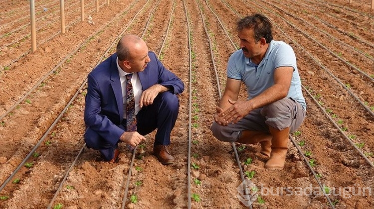 Çiftçiye 1 buçuk milyon fide hibesi!