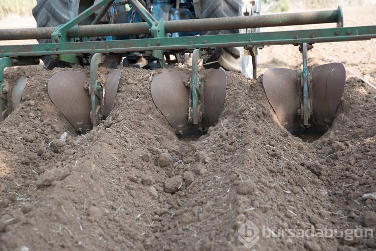 İhracat değeri yüksek salep bitkisinin kompost uygulamasıyla verimi artıyor