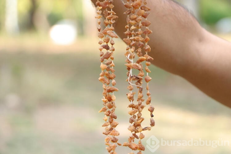 İhracat değeri yüksek salep bitkisinin kompost uygulamasıyla verimi artıyor