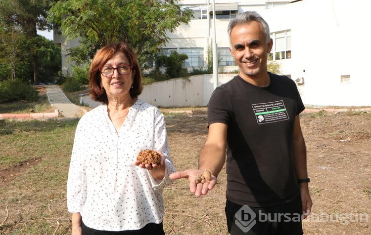 İhracat değeri yüksek salep bitkisinin kompost uygulamasıyla verimi artıyor