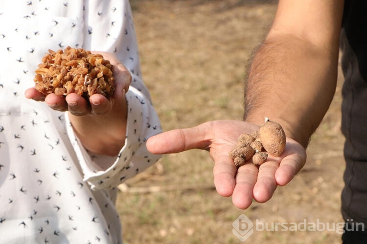 İhracat değeri yüksek salep bitkisinin kompost uygulamasıyla verimi artıyor
