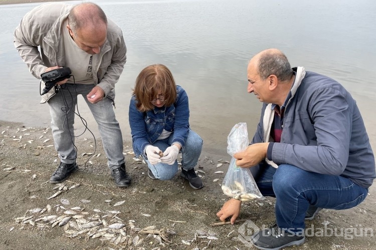 Nereden geldiği bilinmiyor: İsrail sazanları Elazığ'da karaya vurdu