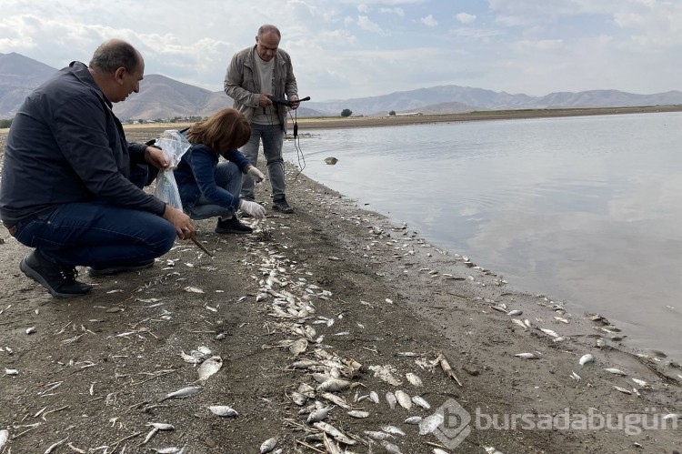 Nereden geldiği bilinmiyor: İsrail sazanları Elazığ'da karaya vurdu