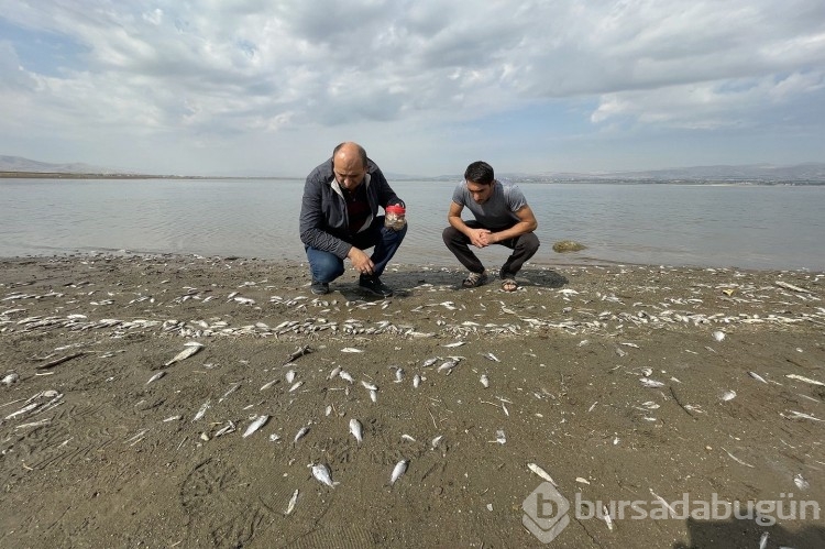 Nereden geldiği bilinmiyor: İsrail sazanları Elazığ'da karaya vurdu