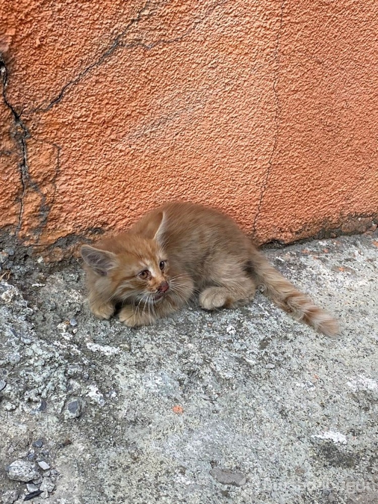 Yavru kediyi paspasla sürükleyip çöpe attı