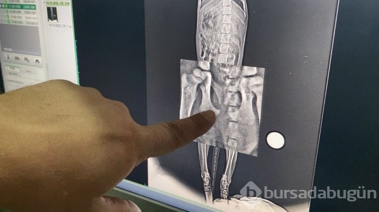 Yavru kediyi paspasla sürükleyip çöpe attı