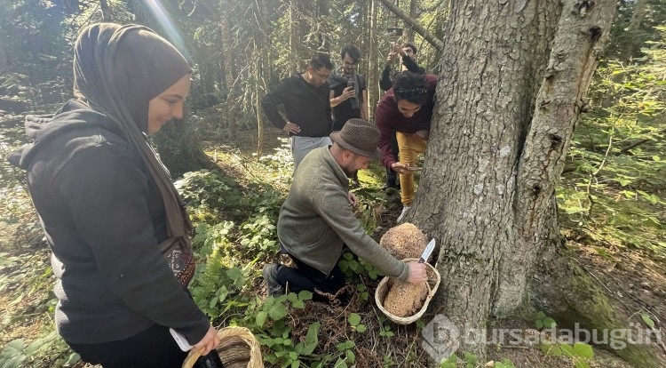  Abant Gölü Milli Parkı'nda mantar avı!