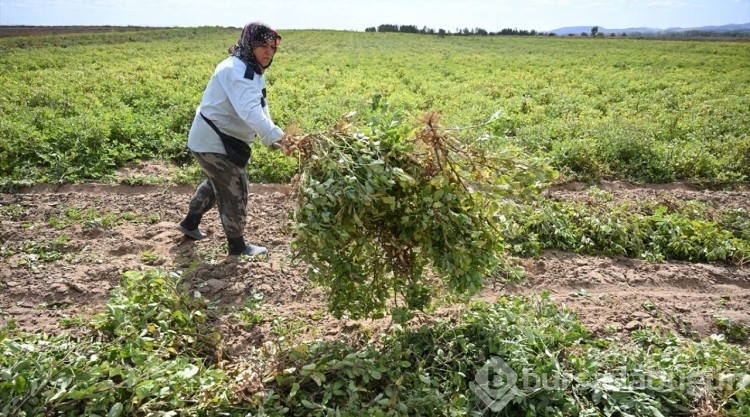 Ata tohumundan yetiştirilen "Meriç yer fıstığı"nın hasadı başladı
