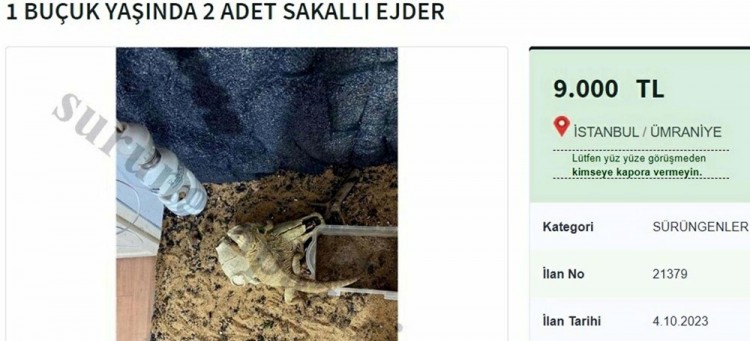 "Sakallı ejder" satışına rekor ceza