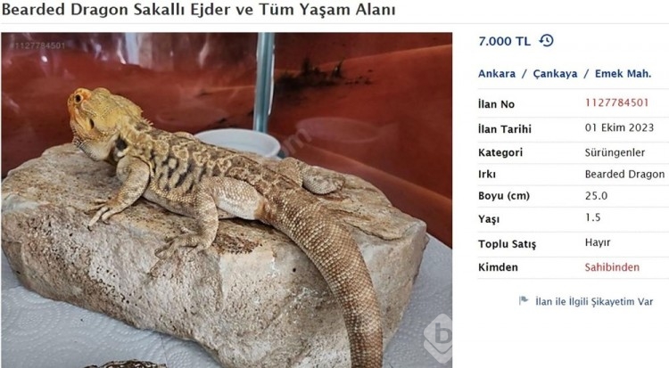 "Sakallı ejder" satışına rekor ceza