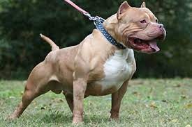 Bursa'da tartıştıkları kişinin üzerine pitbull cinsi köpeği saldırtan baba-oğul yargılanıyor