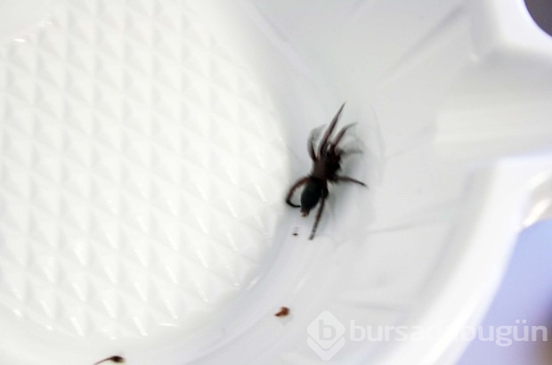 Manisa'da kulağından canlı örümcek çıktı