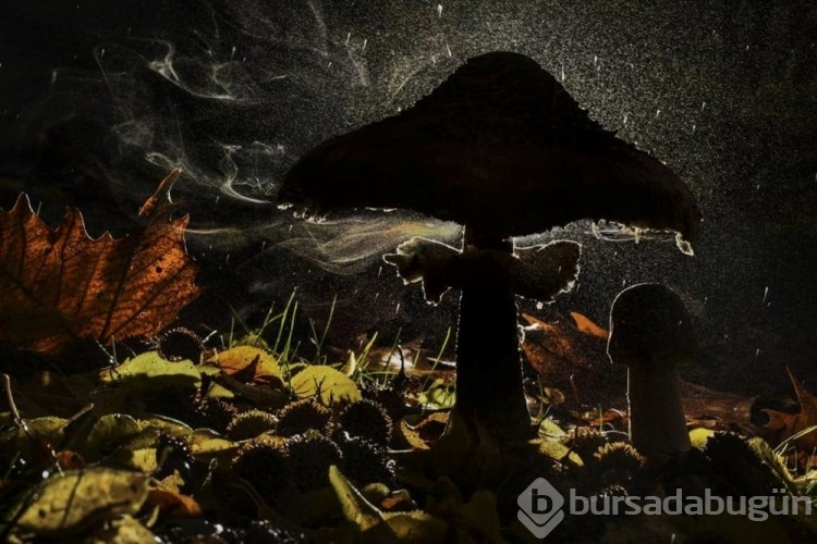 En İyi Vahşi Yaşam Fotoğrafçıları yarışmasının kazananları!