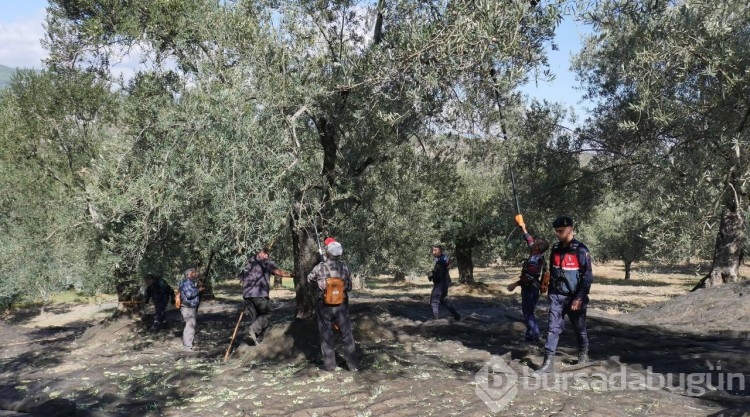 Edremit Körfezi'ndeki zeytin bahçeleri komandolara emanet
