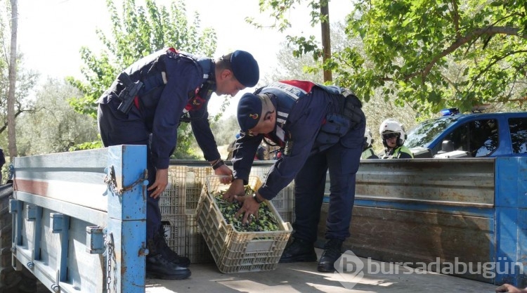 Edremit Körfezi'ndeki zeytin bahçeleri komandolara emanet
