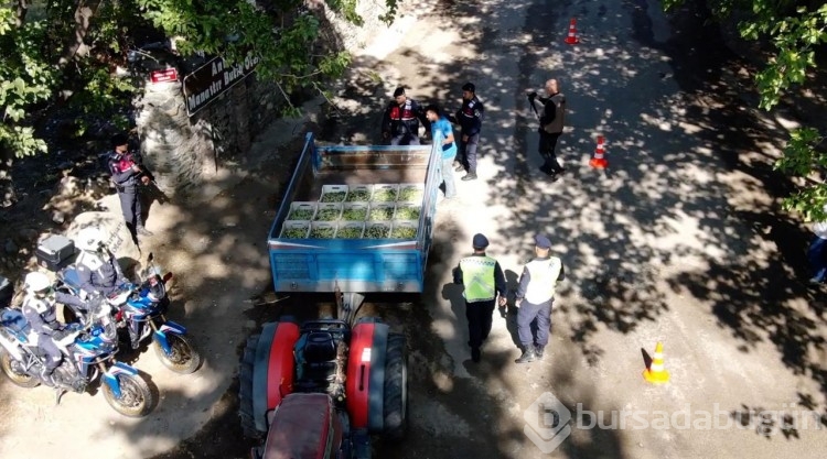 Edremit Körfezi'ndeki zeytin bahçeleri komandolara emanet
