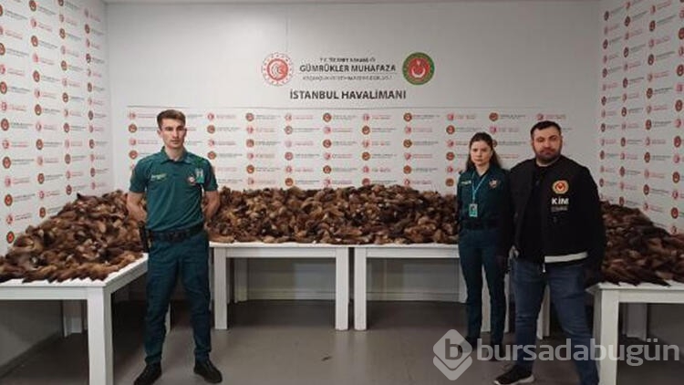 İstanbul Havalimanı'nda 10 bin 300 adet tilki kuyruğu ele geçirildi 
