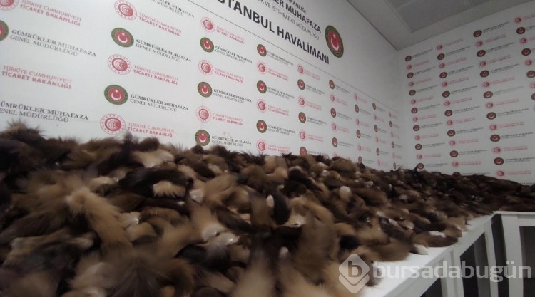 İstanbul Havalimanı'nda 10 bin 300 adet tilki kuyruğu ele geçirildi
