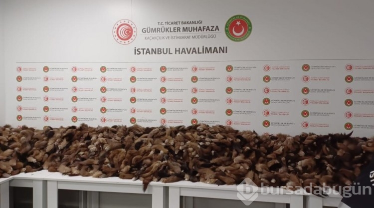 İstanbul Havalimanı'nda 10 bin 300 adet tilki kuyruğu ele geçirildi

