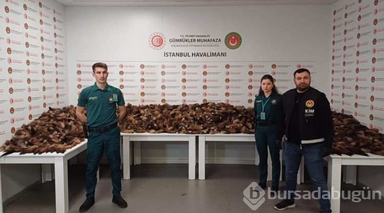 İstanbul Havalimanı'nda 10 bin 300 adet tilki kuyruğu ele geçirildi
