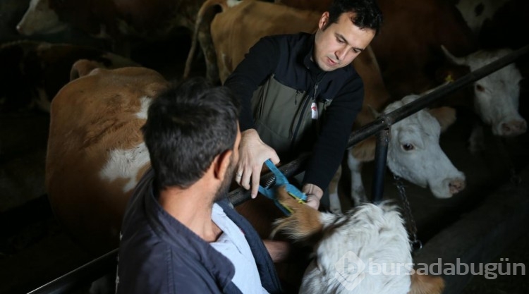 Kars'ta kayıtsız hayvanlara küpe takılıp şap aşısı yapılıyor
