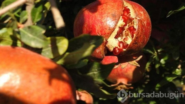 Hasatta yüksek rekolte sevinci! Üretici her sene 160 ton üretiyor