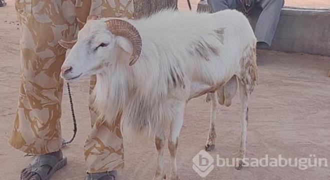 Bir ülke bunu konuşuyor! 12 yaşındaki çocuğu öldüren inek tutuklandı