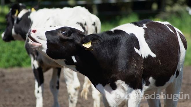 Bir ülke bunu konuşuyor! 12 yaşındaki çocuğu öldüren inek tutuklandı