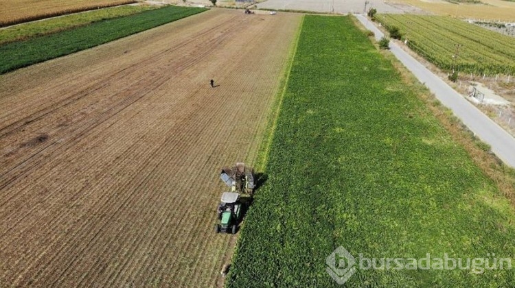 Verim çiftçinin yüzünü güldürdü: 500 ton ürün elde etti