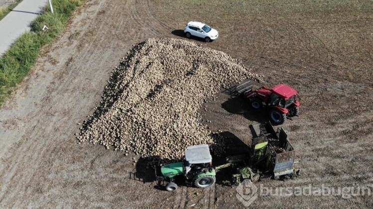 Verim çiftçinin yüzünü güldürdü: 500 ton ürün elde etti