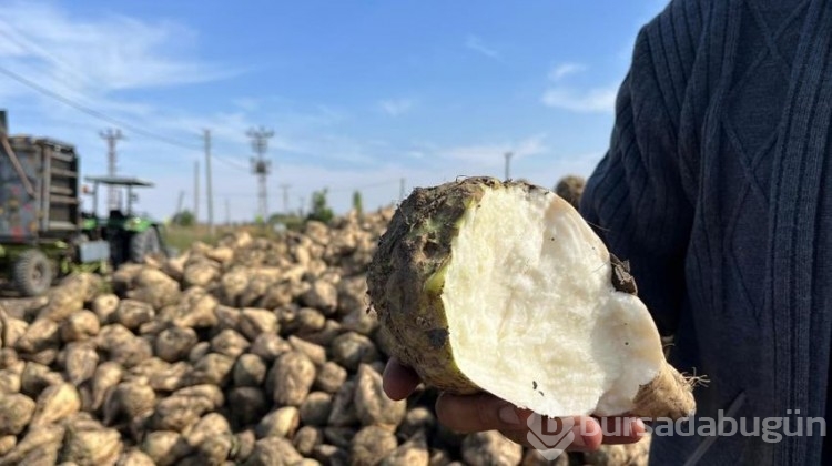 Verim çiftçinin yüzünü güldürdü: 500 ton ürün elde etti